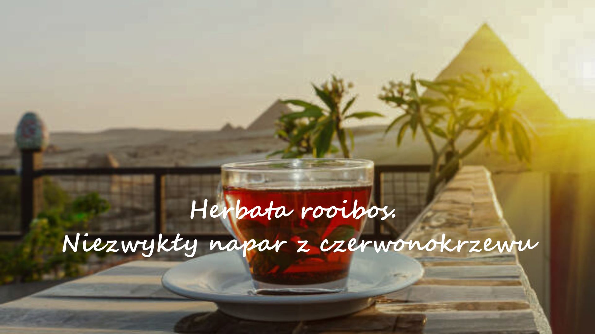 Herbata rooibos. Niezwykły napar z czerwonokrzewu.