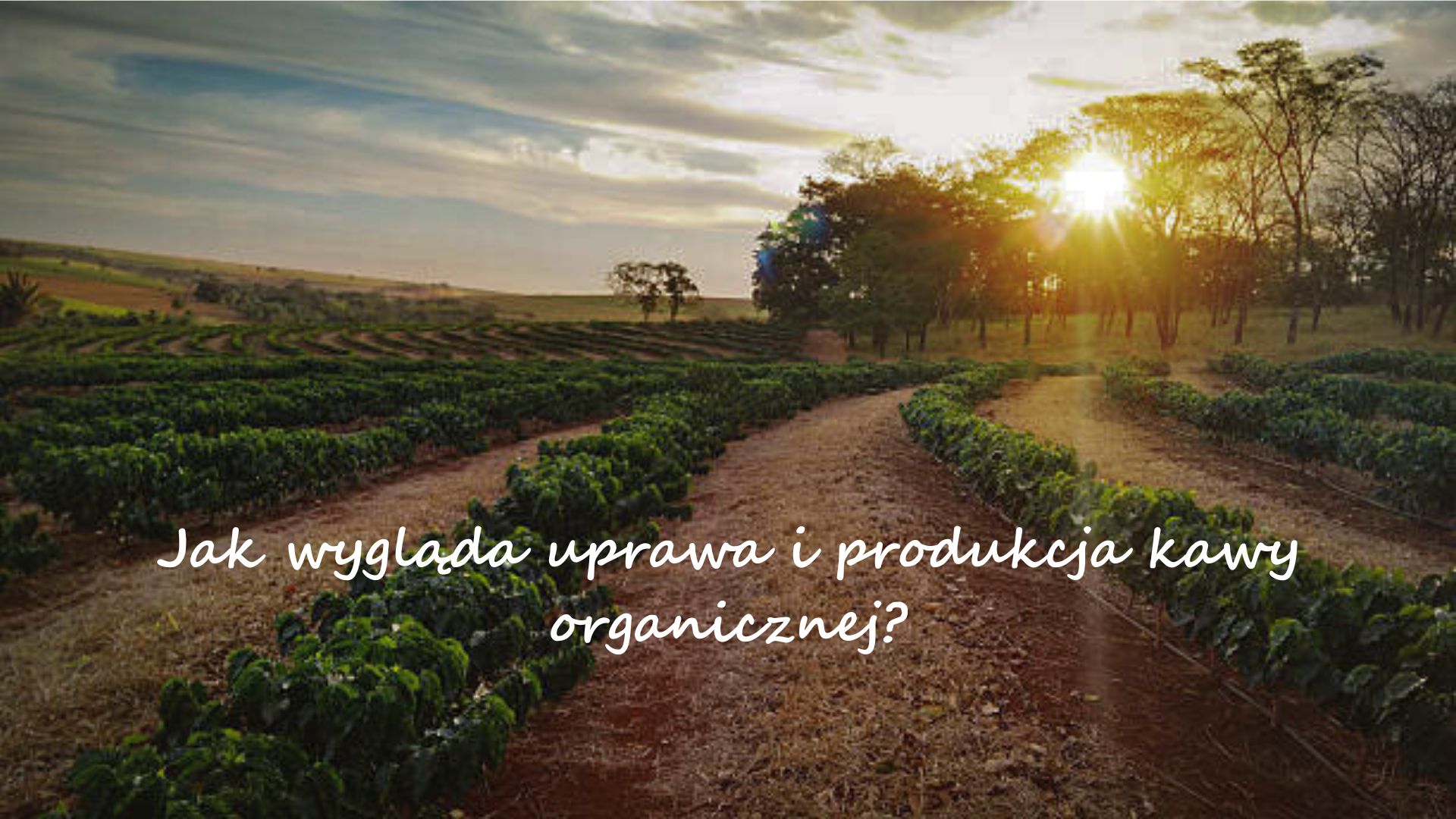 Jak wygląda uprawa i produkcja kawy organicznej?