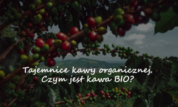 Tajemnice kawy organicznej. Czym jest kawa BIO?