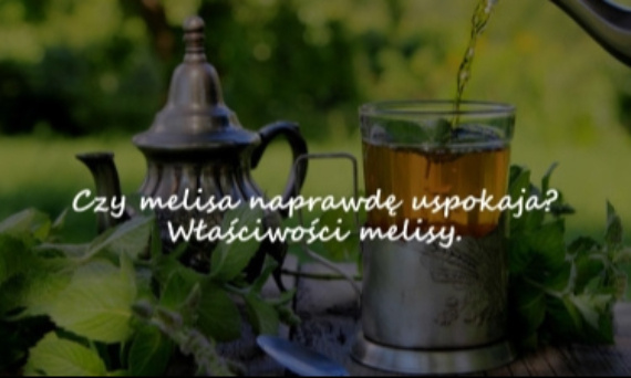 Czy melisa naprawdę uspokaja? Właściwości melisy.